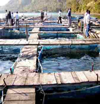 Raising of fish seed in cages