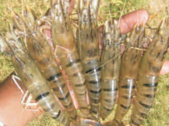 Tiger shrimp