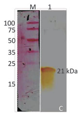 White-tail disease (WTD) - image1