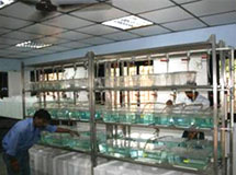 Zebrafish Breeding Facility Image1