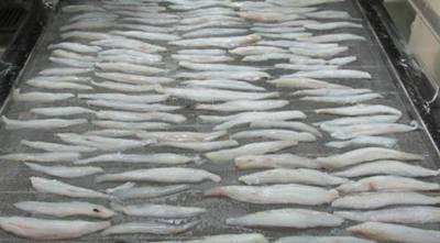 Image of Laminated Bombay Duck Technology