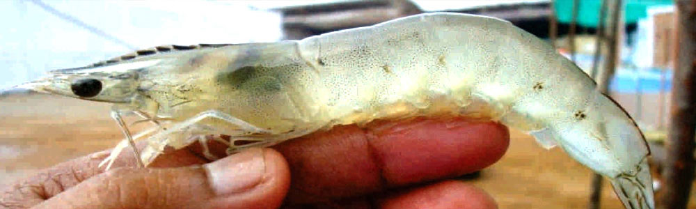 Rohtak Centre Banner 1