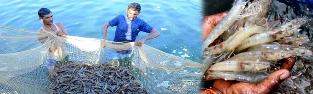 Rohtak Centre Banner 2