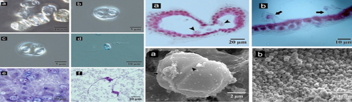 Aquatic Environment & Health Management Division
