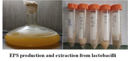 Image of EPS production and extraction from lactobacilli
