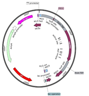 Deletion cassette of 2242 bp