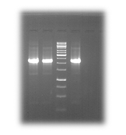 Deletion cassette of 2242 bp