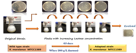 Evolution of K. marxianus 1389 cultures with concentrated whey 200 g/L