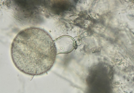 Image of Neocallimastix sp.