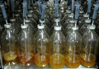 Image of Anaerobic fungi growing on rice straw