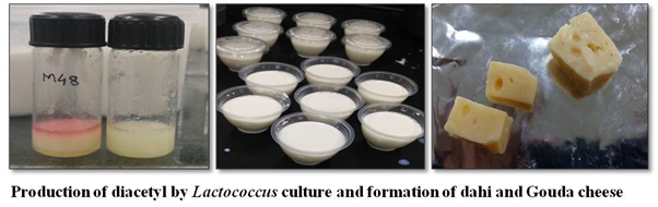 Image of Production of diacetyl by Lactococcus culture and formation of dahi and Gouda cheese