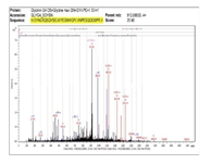 Soy milk derived peptides