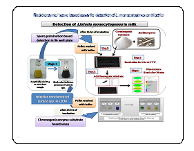 Image of Spore based concept for detection of L. monocytogenes on chip