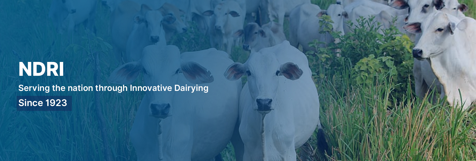 Serving the nation through innovative dairying