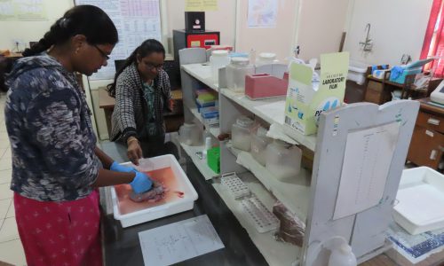 Molecular Genetics Lab