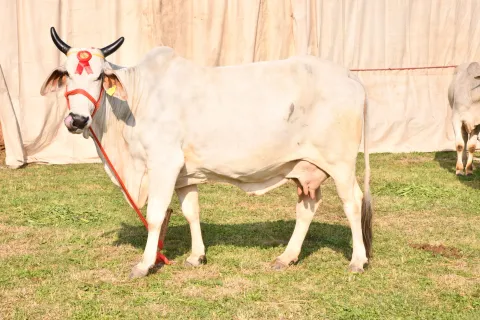 Dairy Mela 2020 Image15