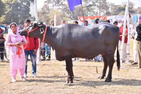 Dairy Mela 2020 Image12