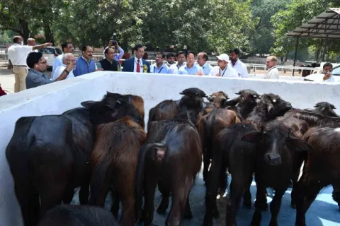 Dr. Trilochan Mohapatra, Secretary (DARE) & Director General (ICAR) Image1, and Dr. Bhupendra Nath Tripathi, Deputy Director General (Animal Science) visit ICAR-NDRI Image8