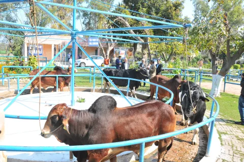 Shri Sanjay Kumar Singh, Additional Secretary (DARE) & Secretary (ICAR) Visit to NDRI Karnal Image5