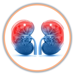 Urology & Renal Transplant